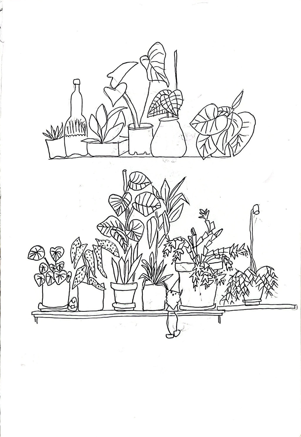 A black and white line art illustration depicting two shelves filled with various potted houseplants, including tall leafy varieties and smaller succulents, with a small hand-drawn figure standing below the lower shelf.