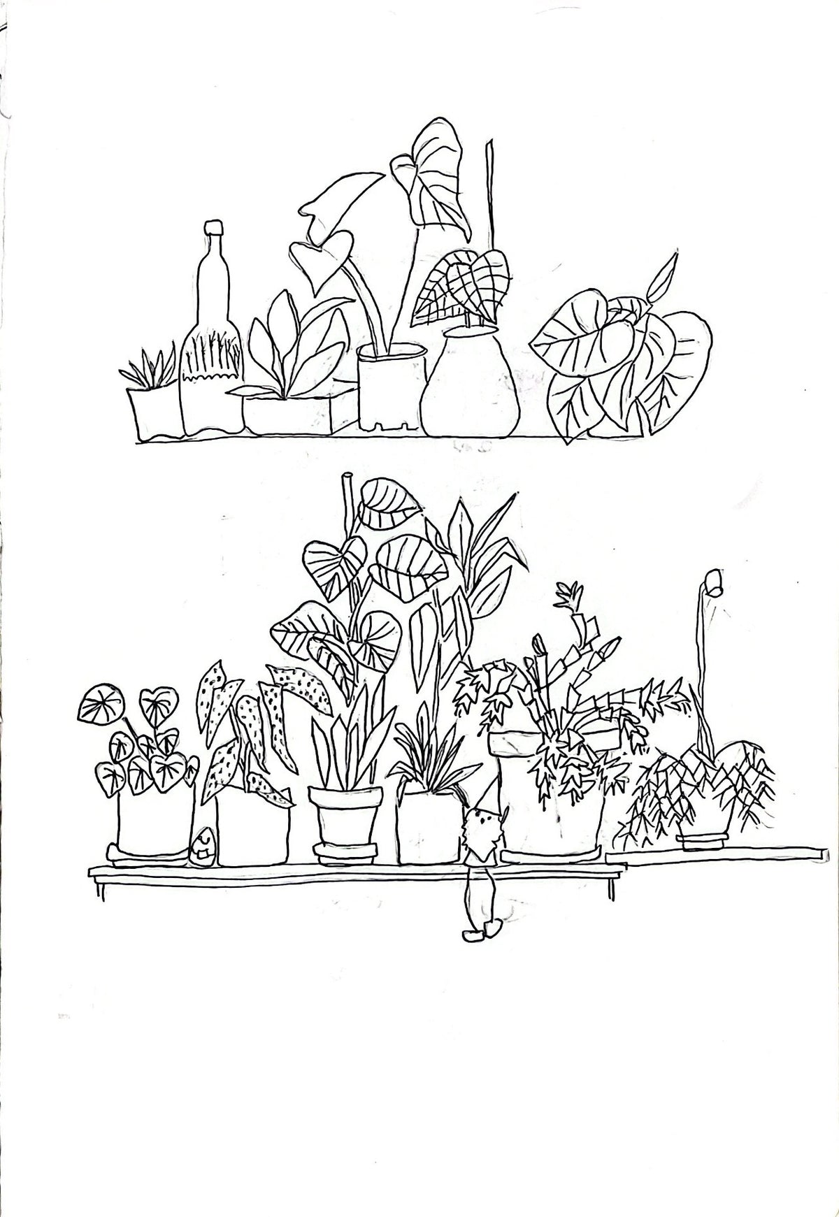 A black and white line art illustration depicting two shelves filled with various potted houseplants, including tall leafy varieties and smaller succulents, with a small hand-drawn figure standing below the lower shelf.