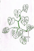 Hand-drawn Monstera botanical line art illustration