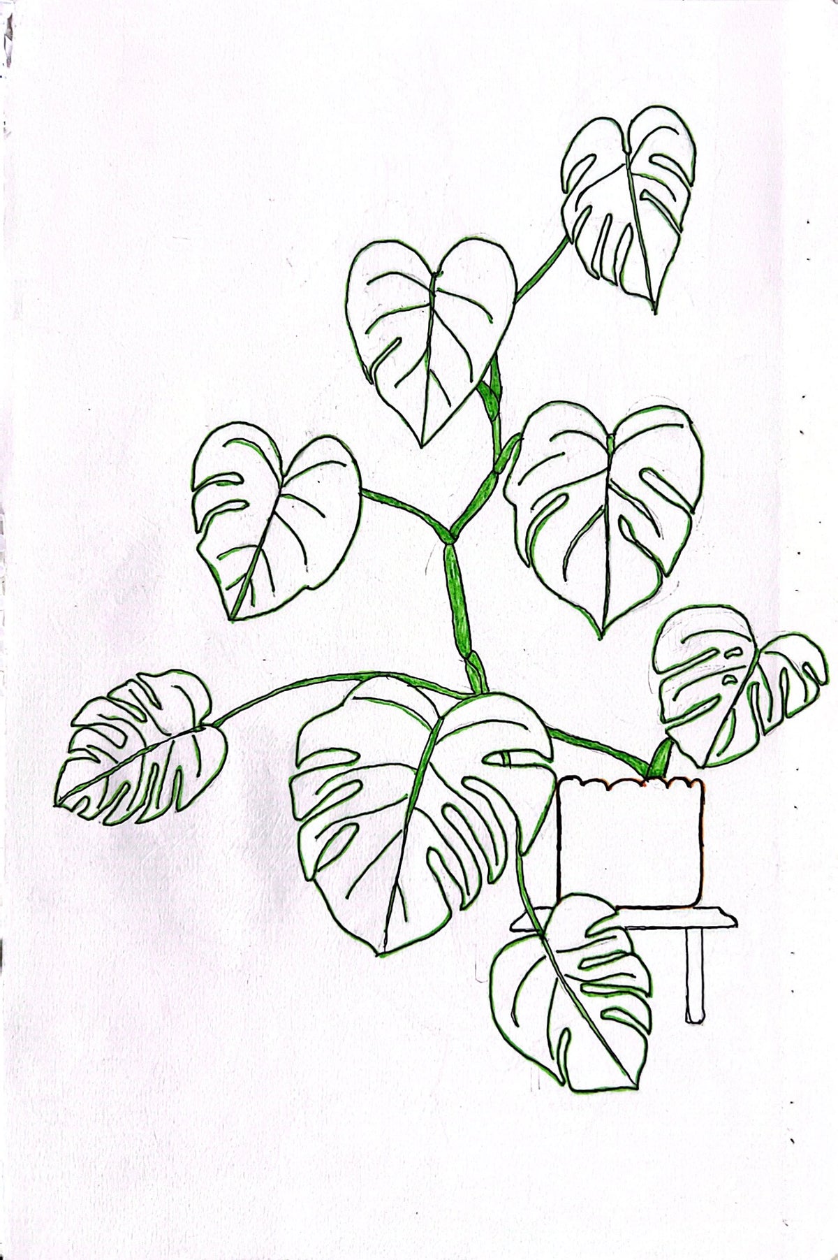 Hand-drawn Monstera botanical line art illustration