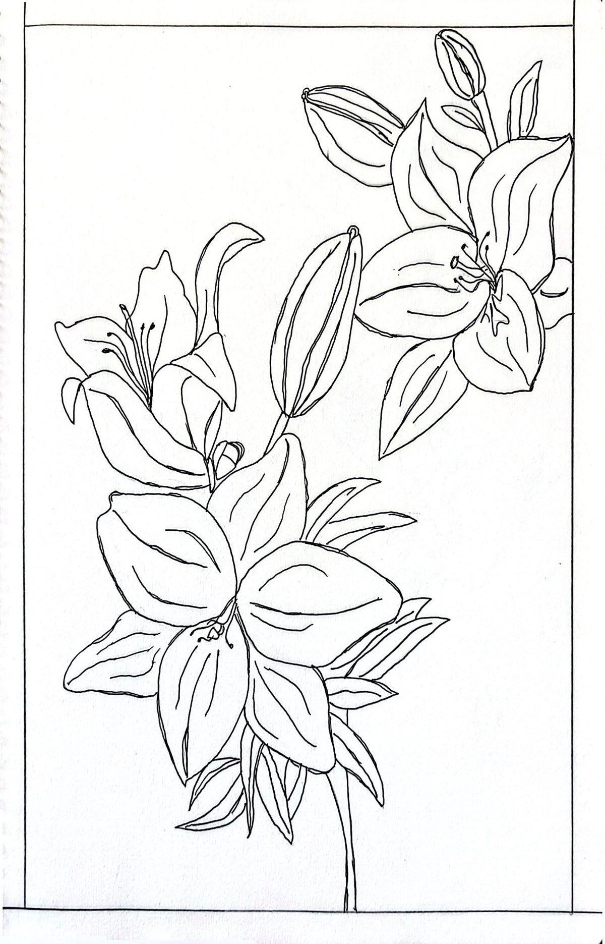 Lily Botanical Line Art – Printable Coloring Page