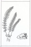 Fern Botanical Line Art – Digital Coloring Page