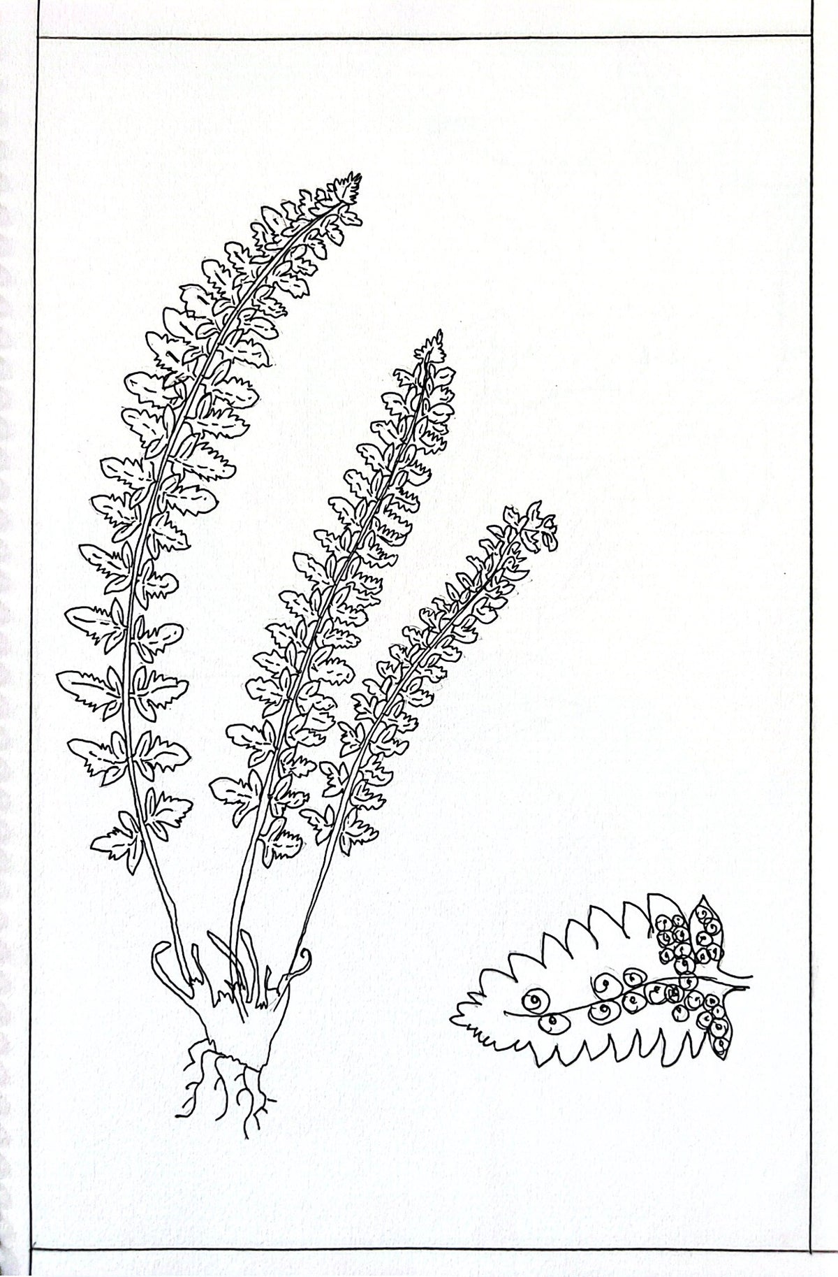 Fern Botanical Line Art – Digital Coloring Page