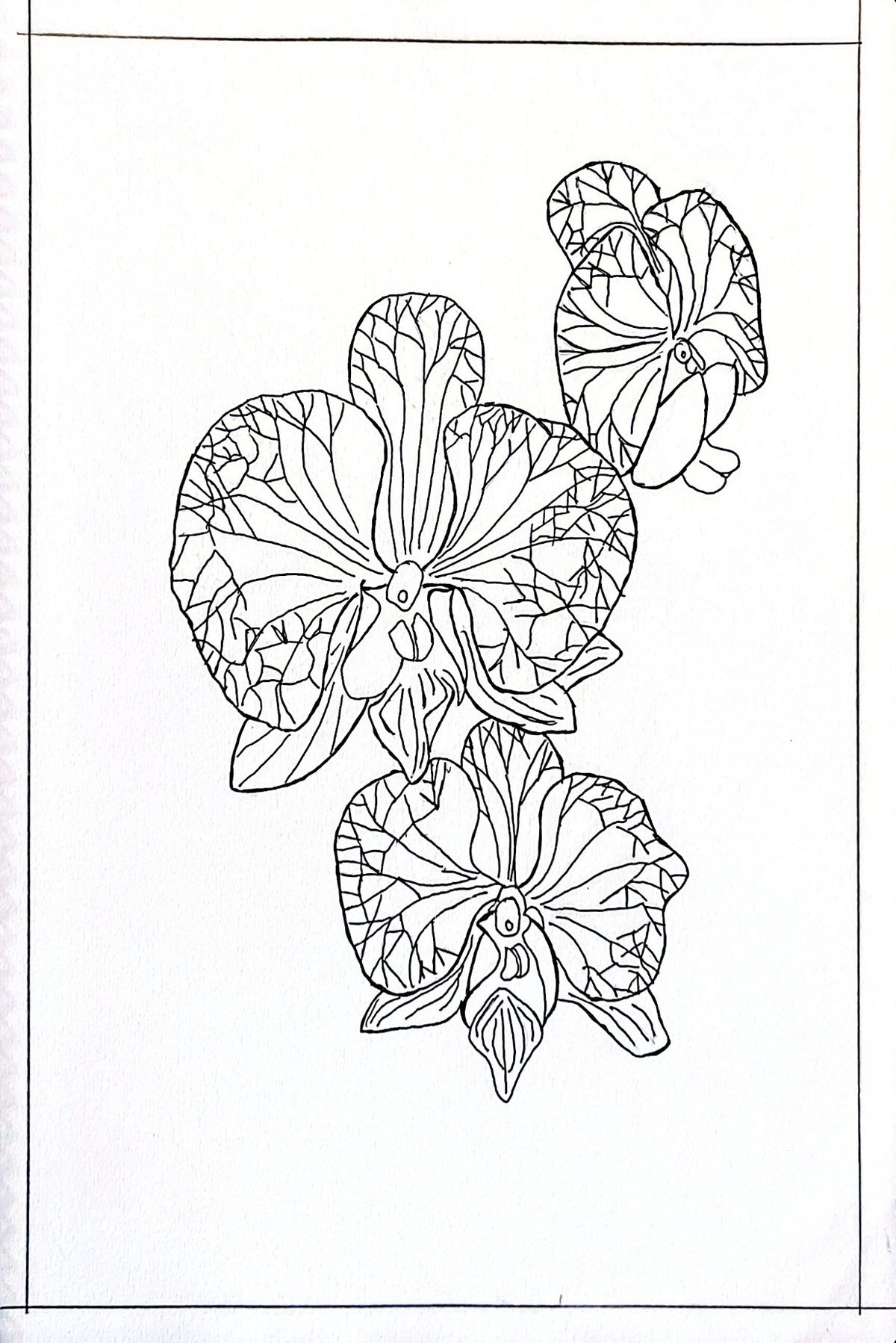 Orchid Coloring Page – Printable Digital Download