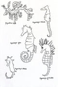 Seahorse Species Coloring Page