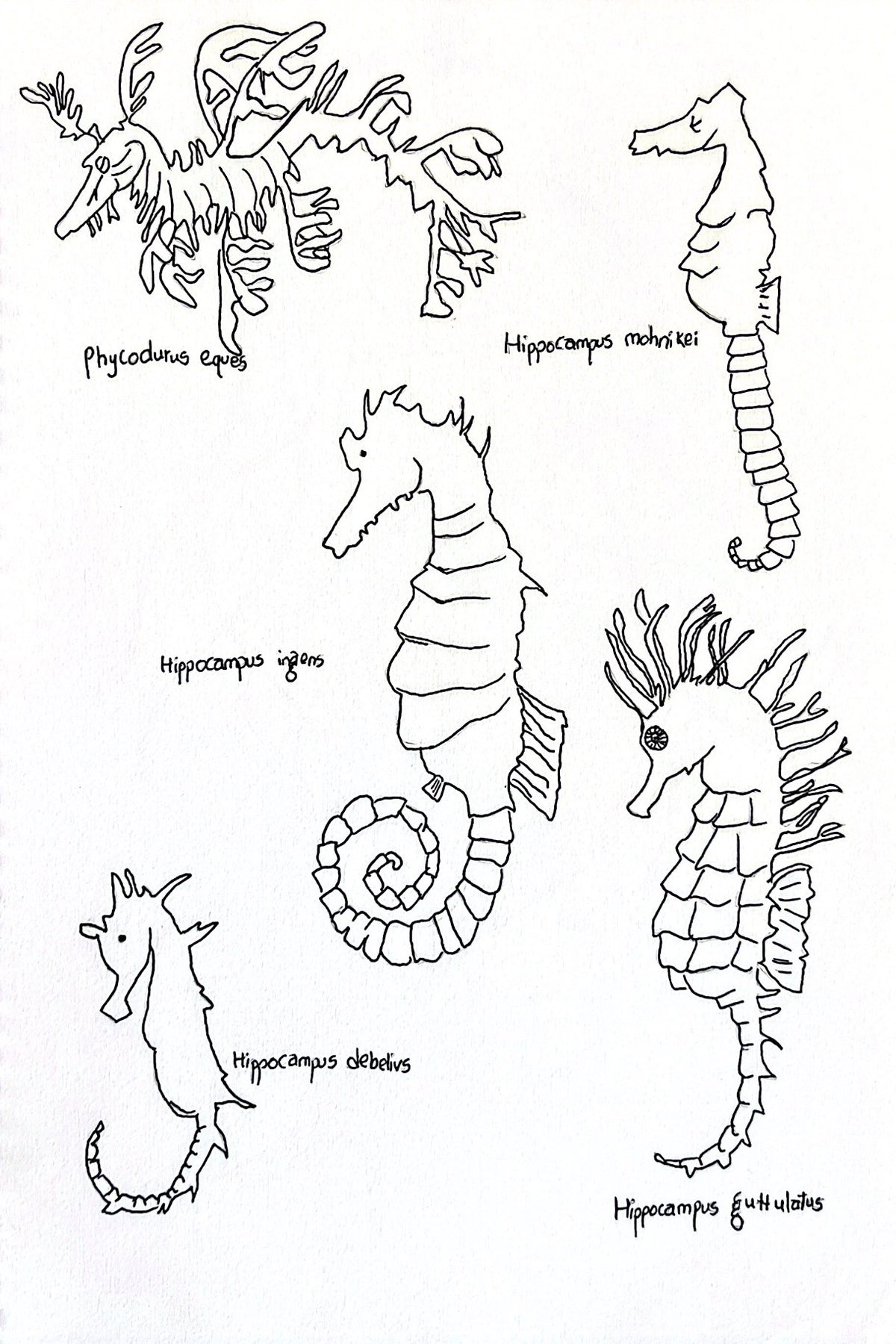 Seahorse Species Coloring Page